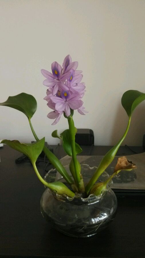 水葫芦怎么养能开花