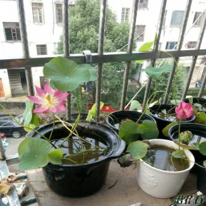 《碗莲不能一直水养必须有泥》 碗莲可以一直水养吗 必须有泥