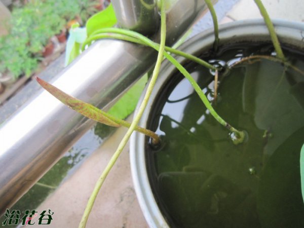碗莲可以一直水养吗