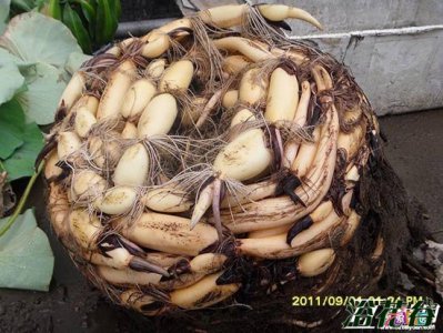 买的藕能种荷花还能收藕？ 买的藕能种出荷花吗|还能收藕
