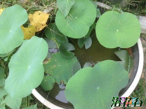 买的藕能种出荷花吗|还能收藕