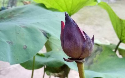 《碗莲花苞未绽先枯》 碗莲花苞没开就枯萎了