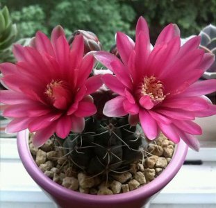 绯花玉花期 绯花玉的花期