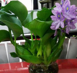 水葫芦有毒吗 水葫芦是否有毒？