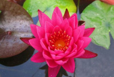 睡莲谭群Nymphaea 'Tan-khwan'