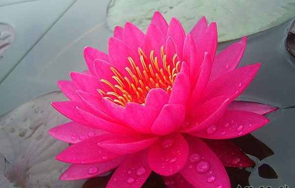 睡莲谭群Nymphaea