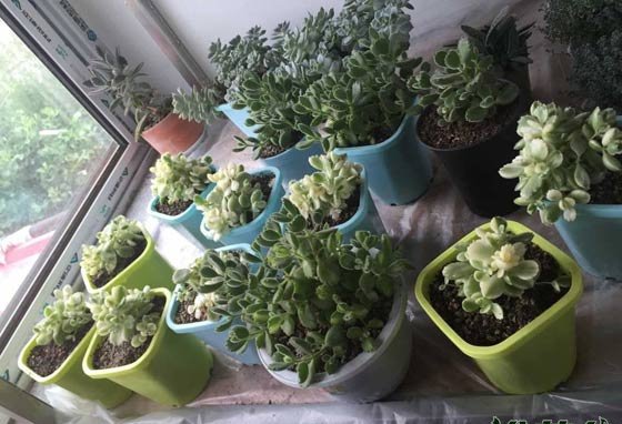 多肉控水是什么意思？