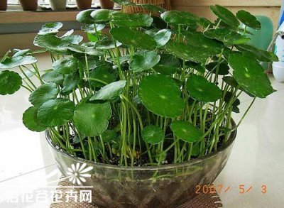 室内养花的益处 室内养花有什么好处