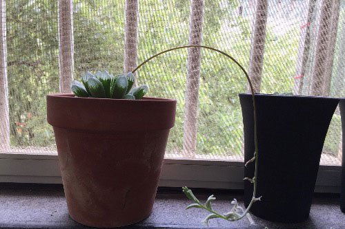 玉露开花吗？
