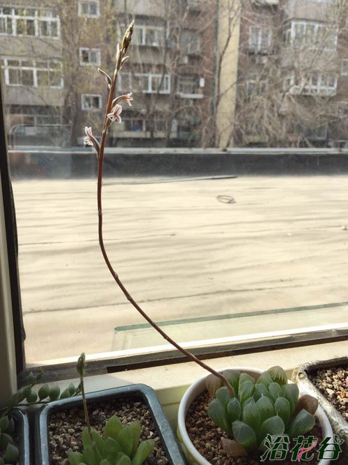 玉露开花吗？