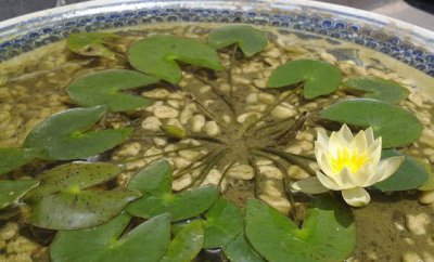 睡莲和碗莲的区别（图） 睡莲与碗莲差异对比（图）