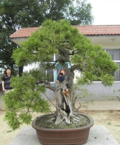 柏树盆景介绍 柏树盆景照片图