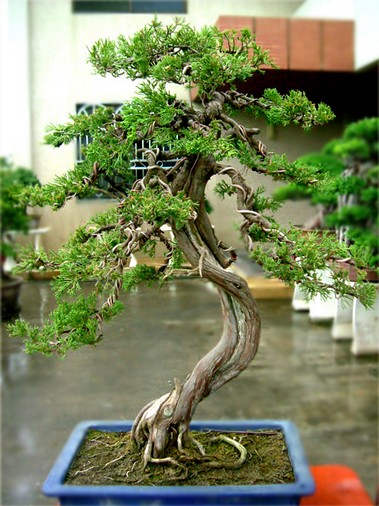 柏树盆景图片四