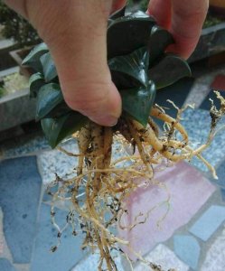 《阳台养殖十二卷的小经验》 十二卷养殖方法（阳台心得）