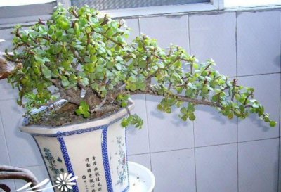 马齿苋树怎么养护？ 马齿苋树的养护方法
