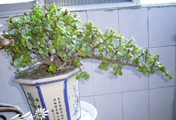 马齿苋树的养护方法