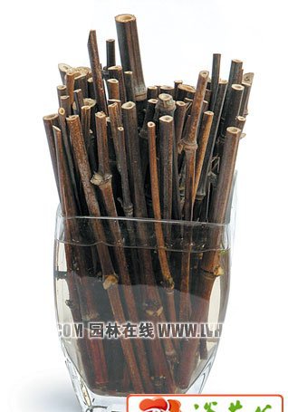 家庭玻瓶插花