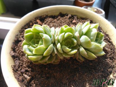 酸橙辣椒状态图 酸橙辣椒状态展示图