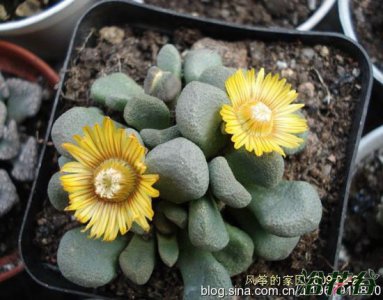 《唐扇多肉的养殖要点》 多肉植物唐扇的养殖方法