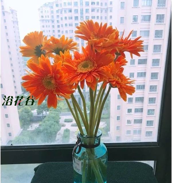 非洲菊可以放家里吗？是不是不吉利