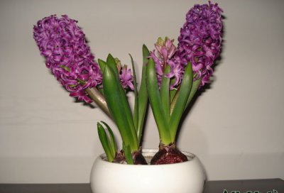 风信子花语是什么 风信子的花语是什么