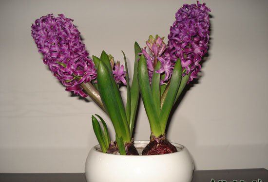 风信子花语是什么
