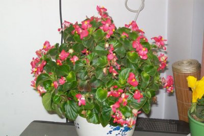 四季海棠花的花语 四季海棠花所蕴含的花语