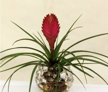 铁兰的花语 铁兰花语的含义