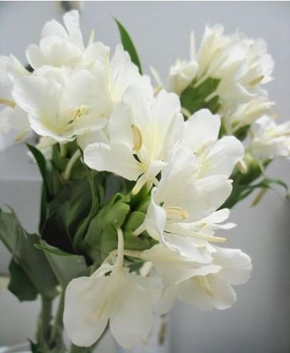 姜花的花语