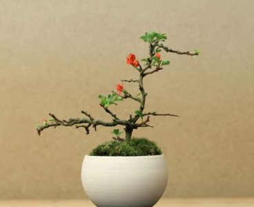 梅花盆景介绍 梅花盆景图片