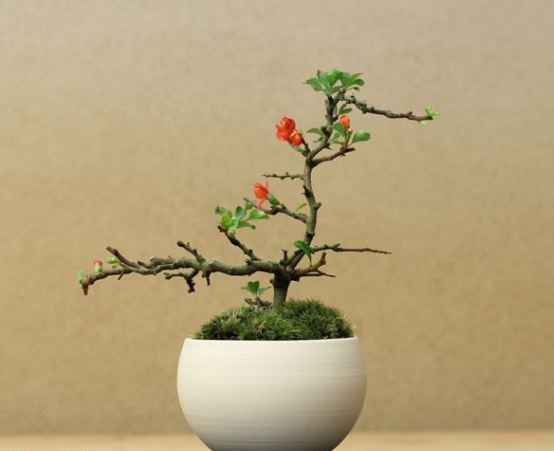 梅花盆景图片一