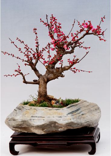 梅花盆景图片二