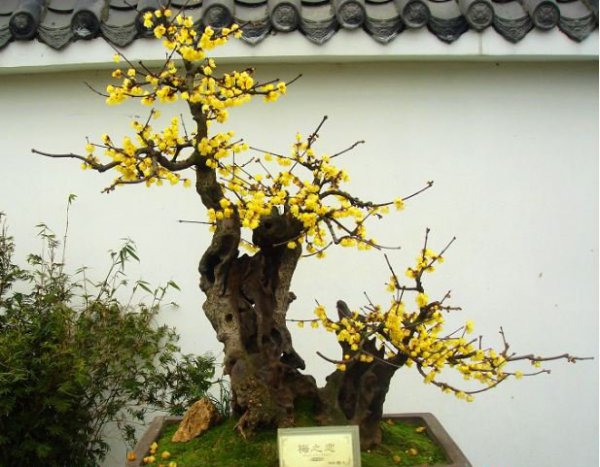 梅花盆景图片三