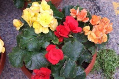 丽格海棠的花语 《丽格海棠的花语含义》