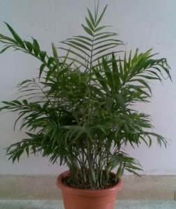 袖珍椰子的花语 《袖珍椰子的花语含义》