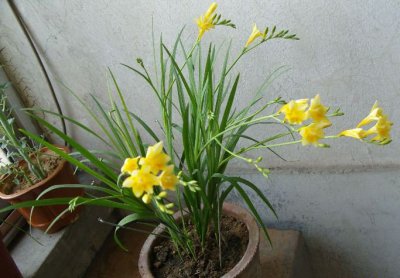 小苍兰的花语 《小苍兰寓意知多少》