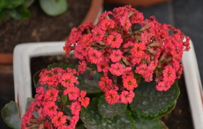 长寿花花语 《长寿花的花语寓意》