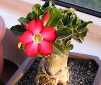 沙漠玫瑰花语 《沙漠玫瑰的花语寓意》