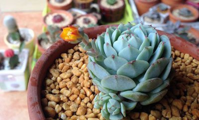 《静夜开花时间及开花图》 静夜开花图_静夜什么时候开花