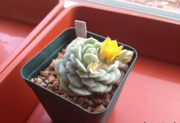 静夜开花图_静夜什么时候开花