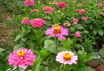 百日菊的花语 《百日菊寓意知多少》