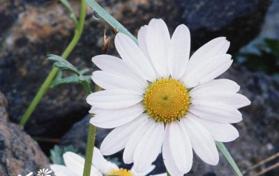 雏菊的花语 《雏菊花语知多少》