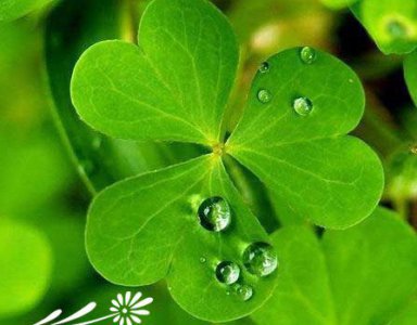三叶草的花语及传说 《三叶草花语与传说》