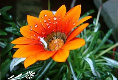 麦秆菊花语 《麦秆菊的花语含义》