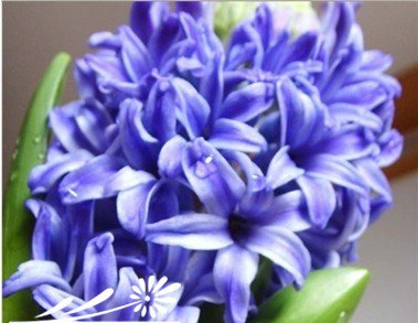 不同颜色风信子的花语 《各色风信子的花语含义》