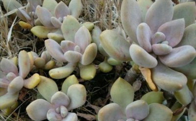 美人多肉植物的常见品种 《美人多肉常见品种一览》