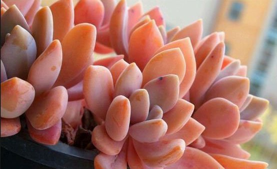 美人多肉植物的常见品种