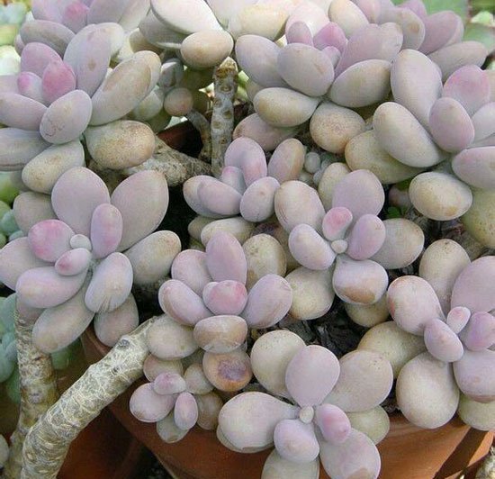 美人多肉植物的常见品种