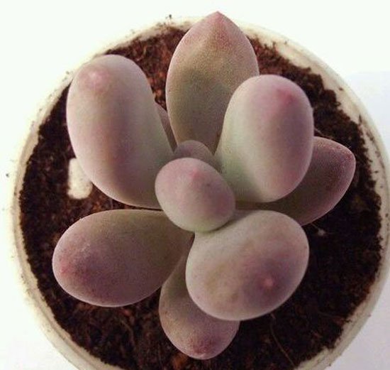 美人多肉植物的常见品种
