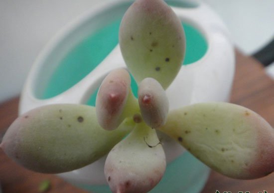 美人多肉植物的常见品种